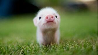 Cute Baby Teacup Pigs Car Release Date