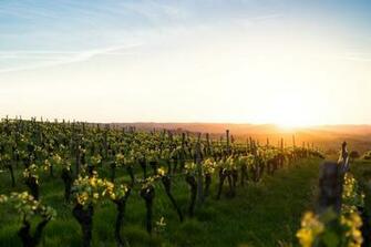 Vineyard Pictures HD Image