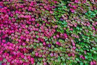 Wallpaper Leaves Autumn Color Ivy Textures