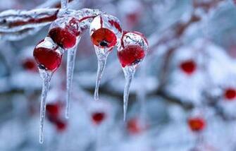 Winter Nature Background