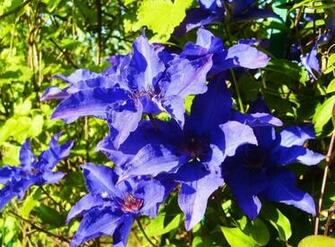 Clematis Sunny Flowering Leaves Herbs Stock Photos Image