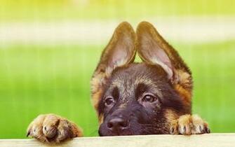 Cute German Shepherd Puppies Wallpaper High