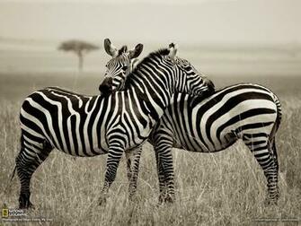 Zebra Wallpaper Computer Beautiful Desktop