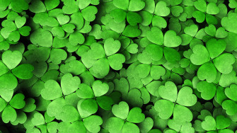 Four Leaf Clovers UHD 4k Wallpaper