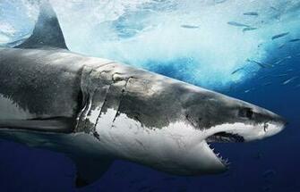 Shark3