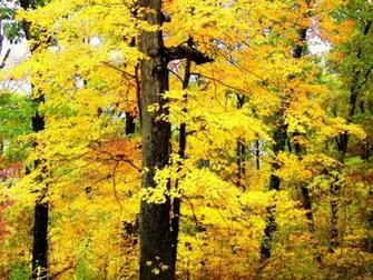 Bright Yellow Wallpaper