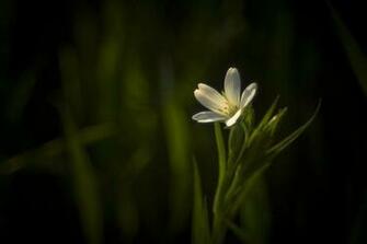 Beautiful Flower Wallpaper