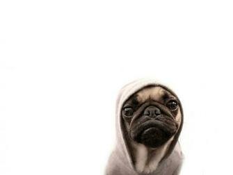 Funny Pug Wallpaper