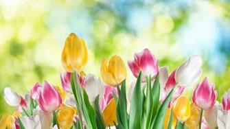Wallpaper Tulip Plant Flower Spring Bud Desktop