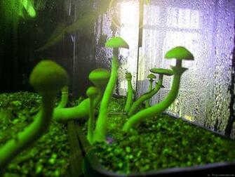 Magic Mushrooms Wallpaper