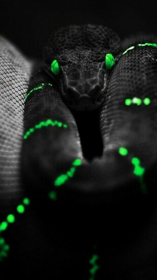 Butterfly Wallpaper Black Snake Android