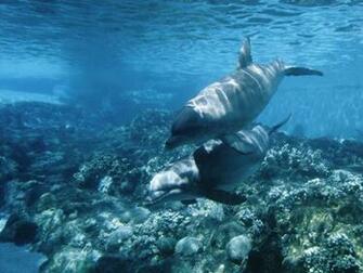 Image Gallary Beautiful Underwater Pictures And Wallpaper