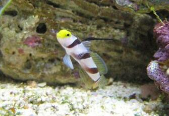 Black Goby Photo And Wallpaper Cute Pictures