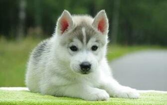 Siberian Husky Dog HD Wallpaper New Collection