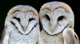 HD Animal Wallpaper Of Two White Owls Owl