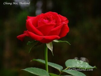 Rose Wallpaper Beauty Red