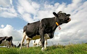 Cute Cow Wallpaper