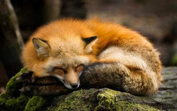 Fox Wallpaper HD Airwallpaper