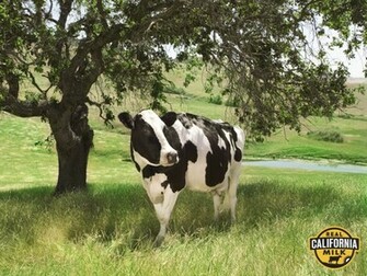 Cows