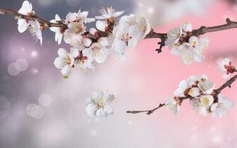 Apple Blossom Wallpaper