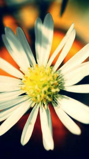 Black And White Daisy iPhone Wallpaper Petals 5s