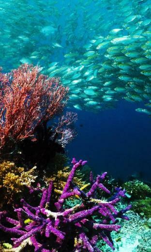 HD Wallpaper Underwater Beautiful Background