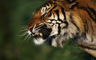 Wallpaper Terrible Tiger X Widescreen Desktop