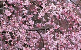 Cherry Blossom
