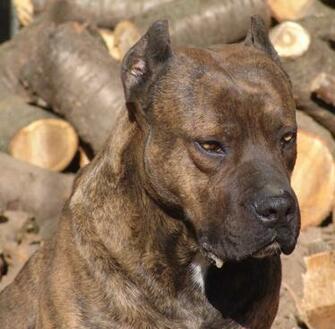 Alano Espa Ol And Firewood Photo Wallpaper Beautiful