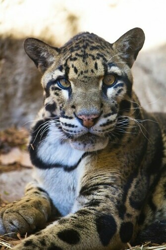 Clouded Leopard Photos Wallpaper The Fun Bank