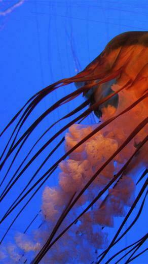 Wallpaper Jellyfish 4k 5k Pacific Sea Nettle Georgia