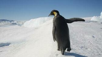 Penguin Wallpaper On