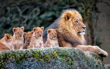Lion Family Baby Lions HD Wallpaper