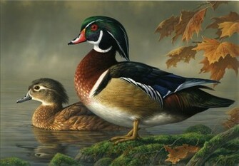 Brown White Black Duck Is Swimming In Water Wallpaper Pictures Image