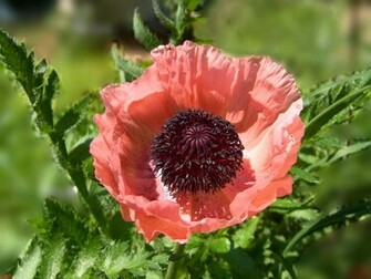 Red Poppy Wallpaper