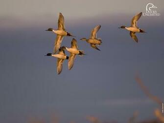 Duck Hunting Desktop Wallpaper Image Pictures Becuo