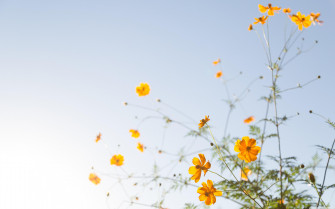 Simple Flower Wallpaper