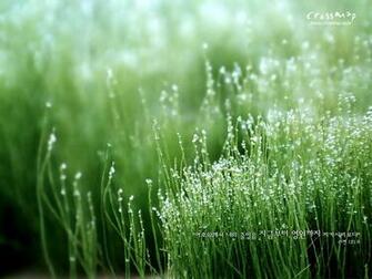 Pictures Super Image Superb Green Color Using Natural Wallpaper