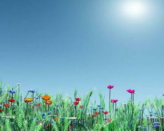 Spring Meadow Flowers Poppies Nature HD Wallpaper