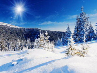 Bare Trees Winter Snow Wallpaper Scorched Earth Capitalism Iran Is