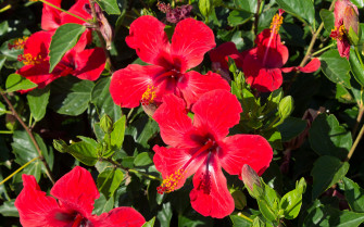 Hibiscus Wallpaper