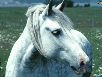 Cute Horses Wallpaper White Horse