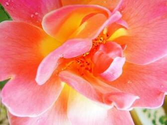 Wallpaper Pink Flower With Water Drops HD Desktop