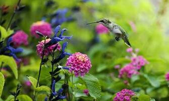 Pure High Definition HD You Can Cool Desktop Image For