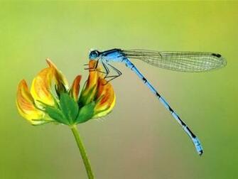 Dragonfly Screensaver Screensavers