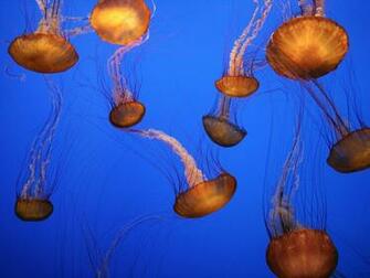 Lea Michele Monterey Bay Aquarium Logo