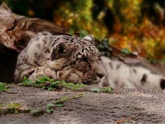 Worldstart Wallpaper Animal Set Snow Leopard Image Only