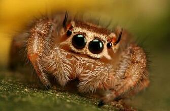 Spider Series By Macrojunkie Photography Macro Nature Jumping