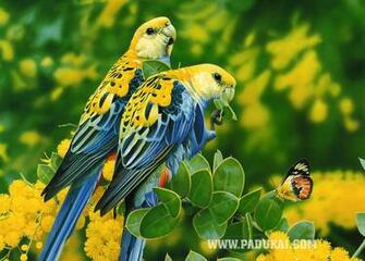Birds Wallpaper Where You Can All Kind Of Beautiful