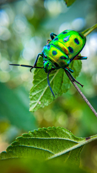 Green Life Of An Insects L9zymmaqnvrfn8o1 Wallpaper